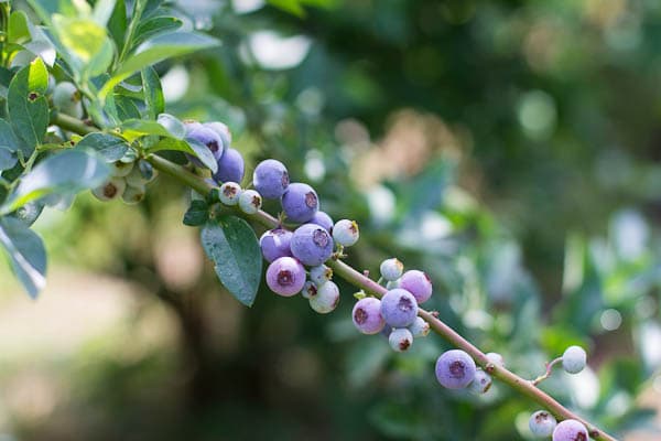 Fresh blueberries on a vine.